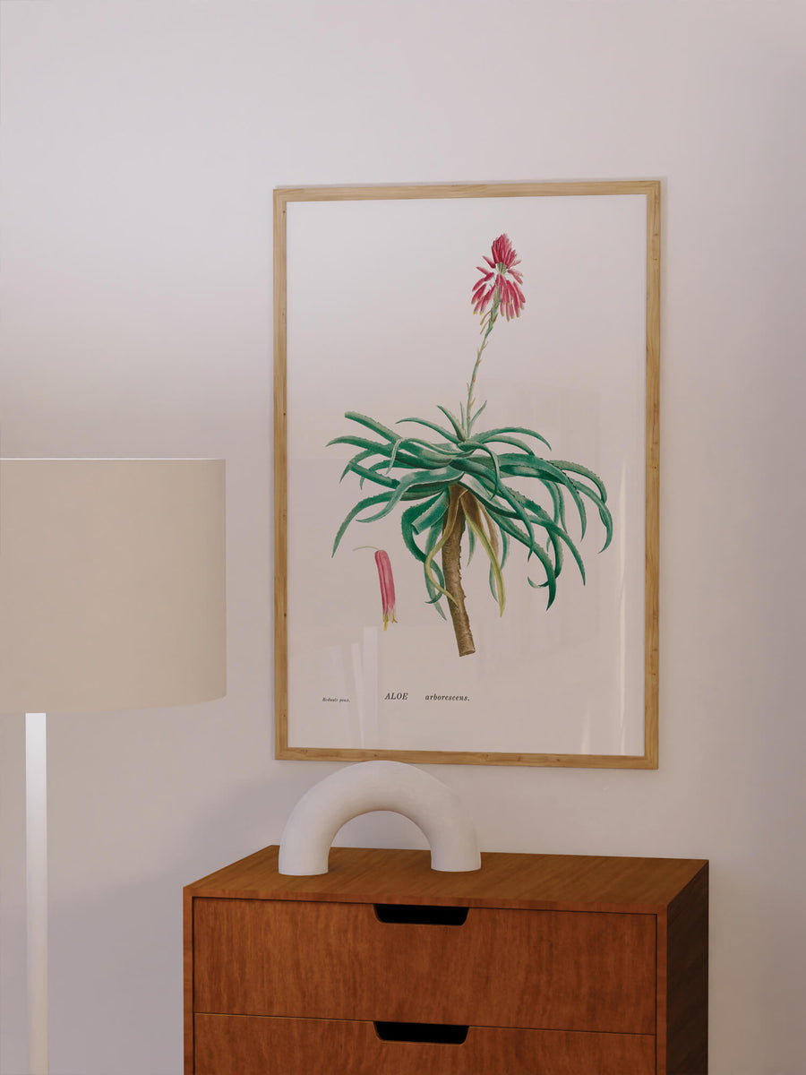 Aloe Arborescens by Pierre-Joseph Redouté Print