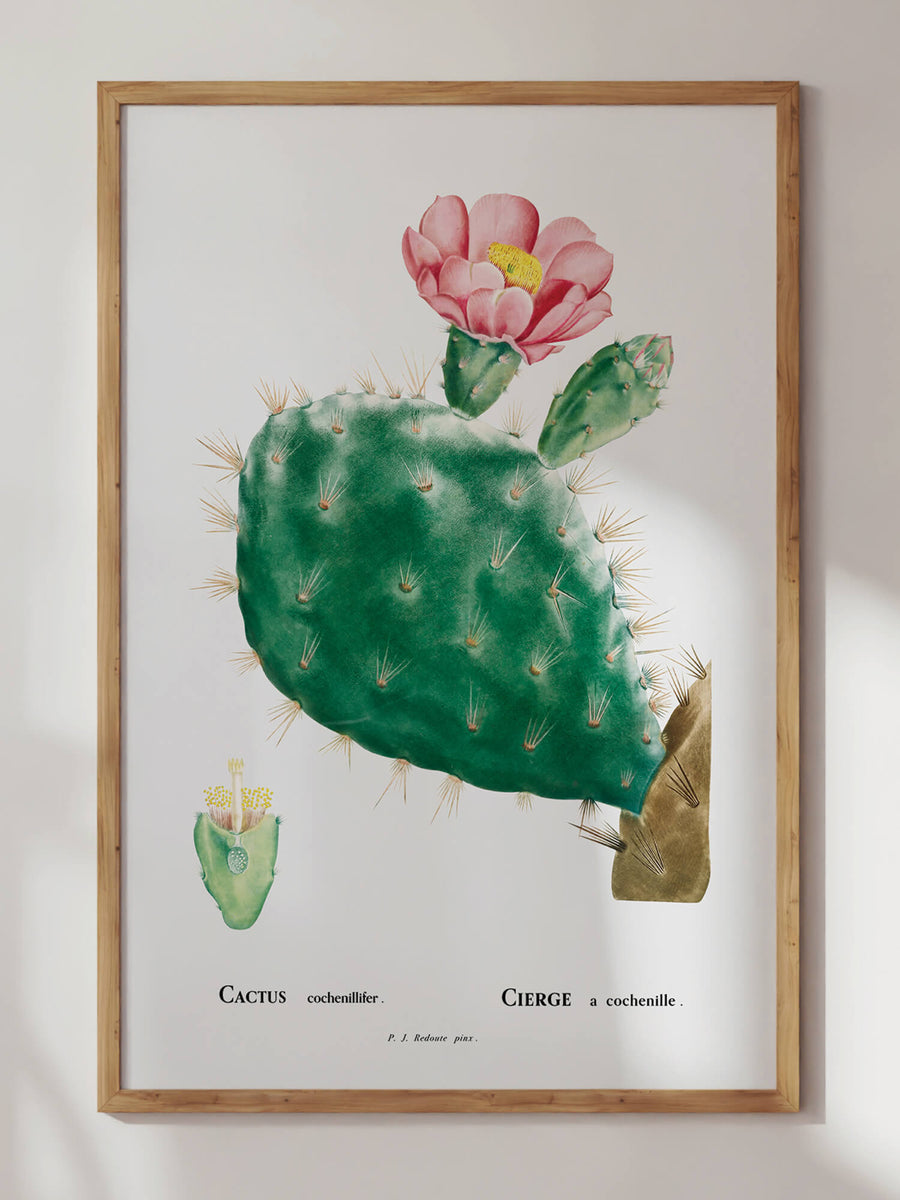 Pink Cactus by Pierre-Joseph Redouté Print