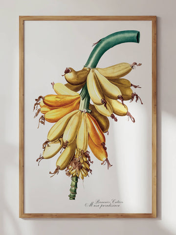 Banana by Pierre-Joseph Redouté Print