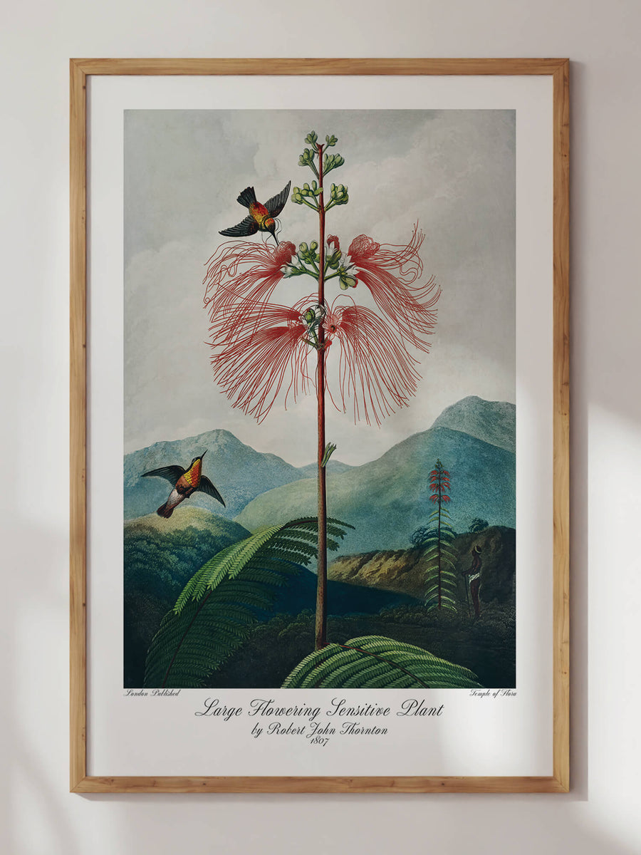 Temple of Flora I Bundle Prints by Robert John Thornton
