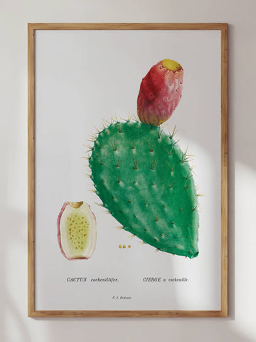 Cochenillifera Cactus by Pierre-Joseph Redouté Print