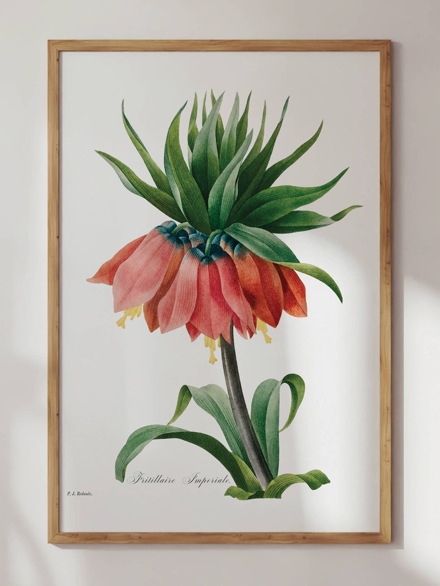 Crown Flower by Pierre-Joseph Redouté Print