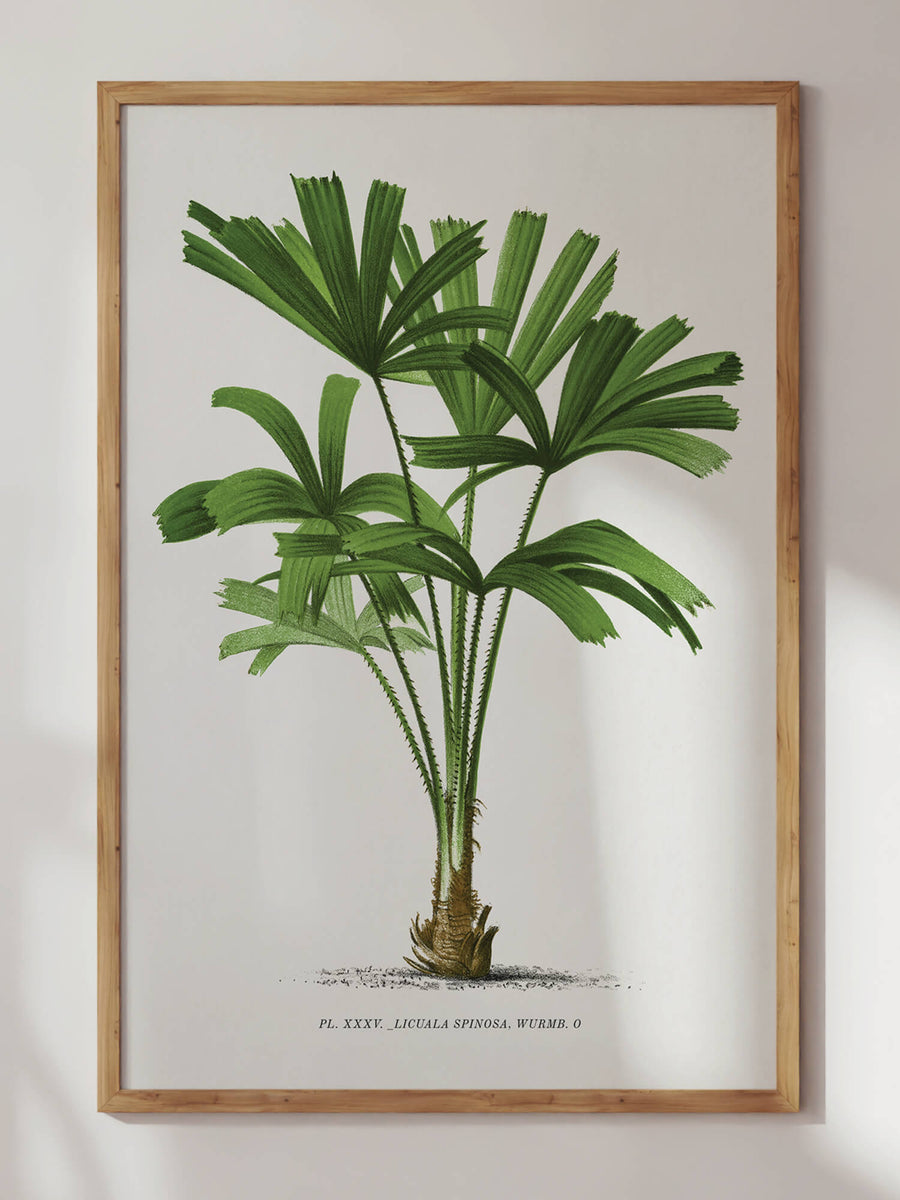 Palm Tree II Print