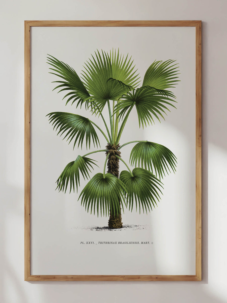 Palm Tree III Print