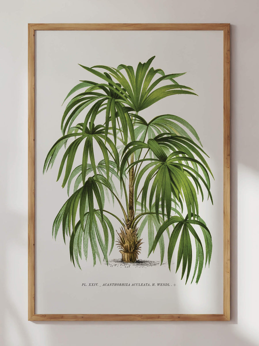 Les Palmiers Series I by Oswald de Kerchove de Denterghem