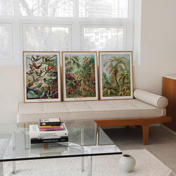 Ernst Haeckel 3 x Bundle Prints