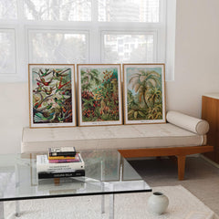 Vintage scientific wall art bundle featuring Ernst Haeckel's intricate natural illustrations, designed to create a striking and timeless gallery wall by EDGE Wall Art Australia.