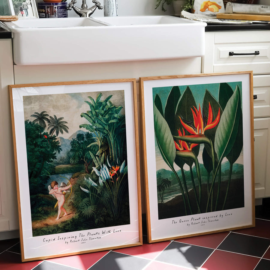 Cupid Inspiring the Plants with Love' by Robert John Thornton – A vintage botanical art print featuring Cupid with vibrant tropical plants and lush greenery, perfect for romantic and nature-inspired interiors. Get 2PrintsFor$100 with Free Shipping 🚚💫 in Australia.