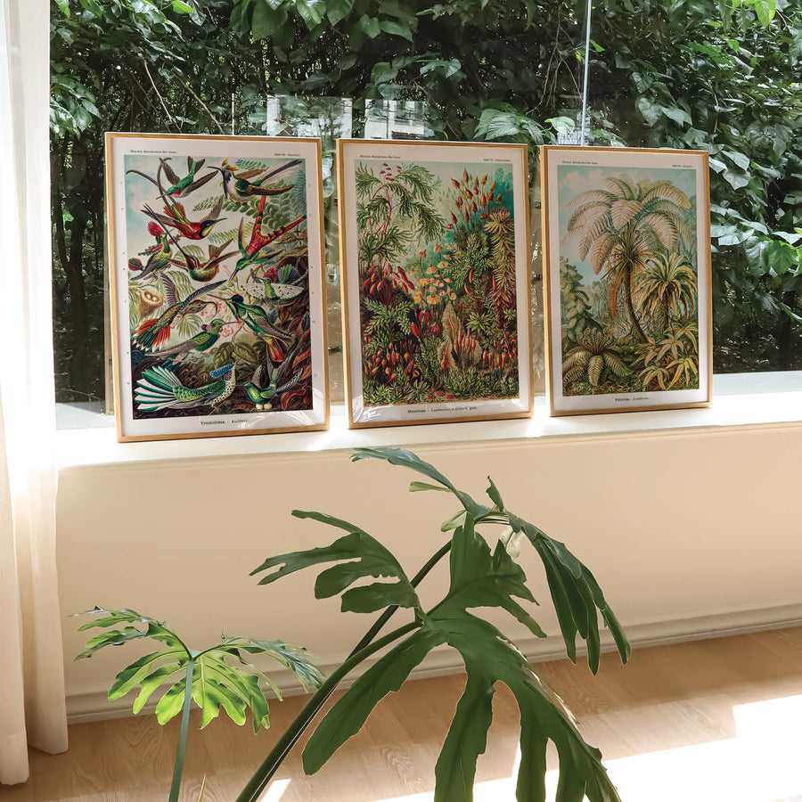 A vintage botanical print featuring lush palm ferns in an intricate scientific illustration. Perfect for tropical, vintage, and boho interiors. Available at EDGE Wall Art with 2PrintsFor$100 and Free Shipping 🚚💫 in Australia.
