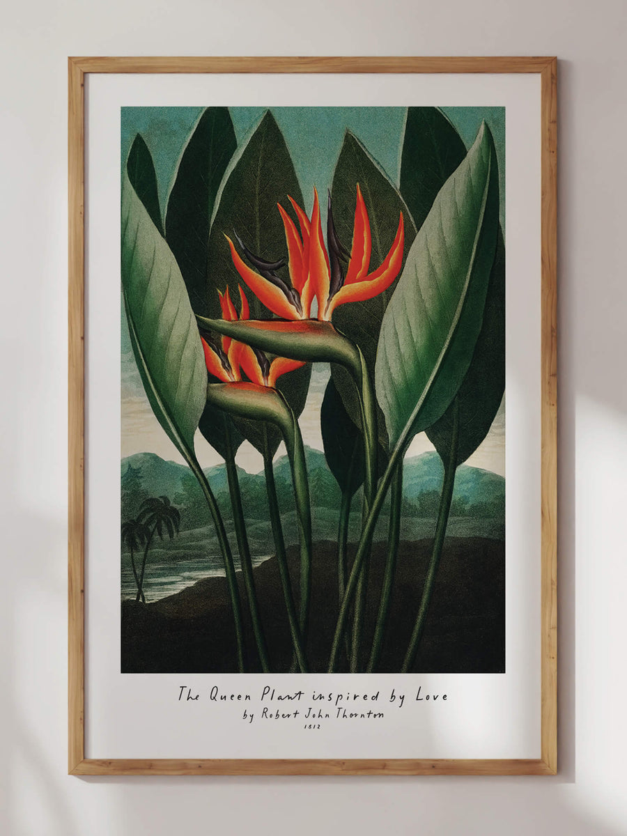 Temple of Flora II Bundle Prints by Robert John Thornton