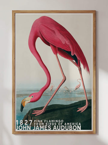 Flamingo by John James Audubon Print