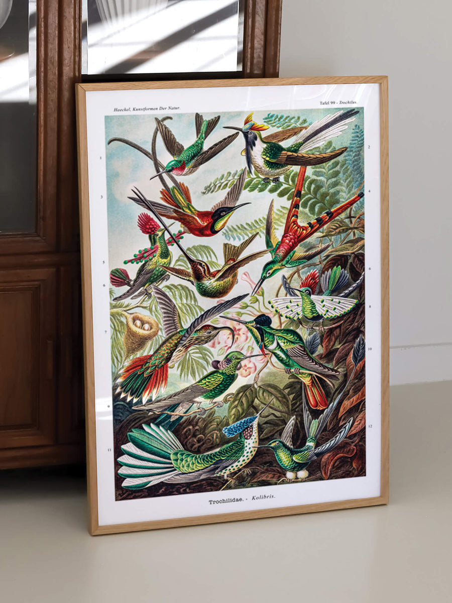 Trochilidae-Kolibris by Ernst Haeckel Print