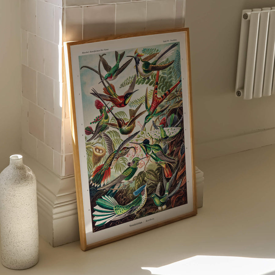 A vintage Ernst Haeckel illustration featuring a collection of colorful hummingbirds in flight, set against lush tropical foliage. A perfect wall art piece for vintage and nature lovers. Available at EDGE Wall Art with 2PrintsFor$100 and Free Shipping 🚚💫 in Australia.