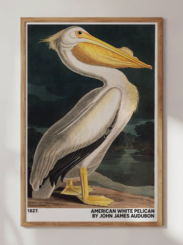 Pelican by John James Audubon Print