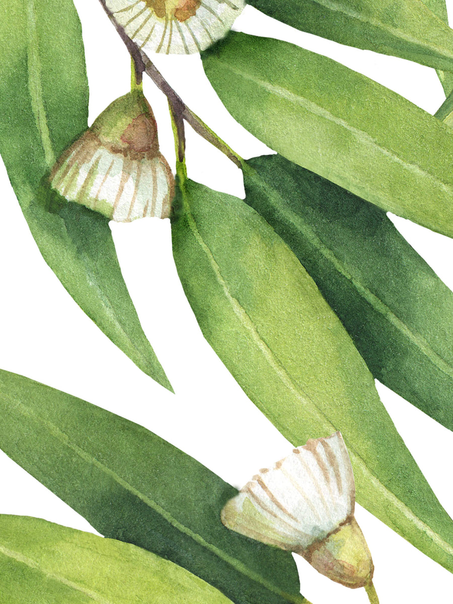 Watercolour Eucalyptus