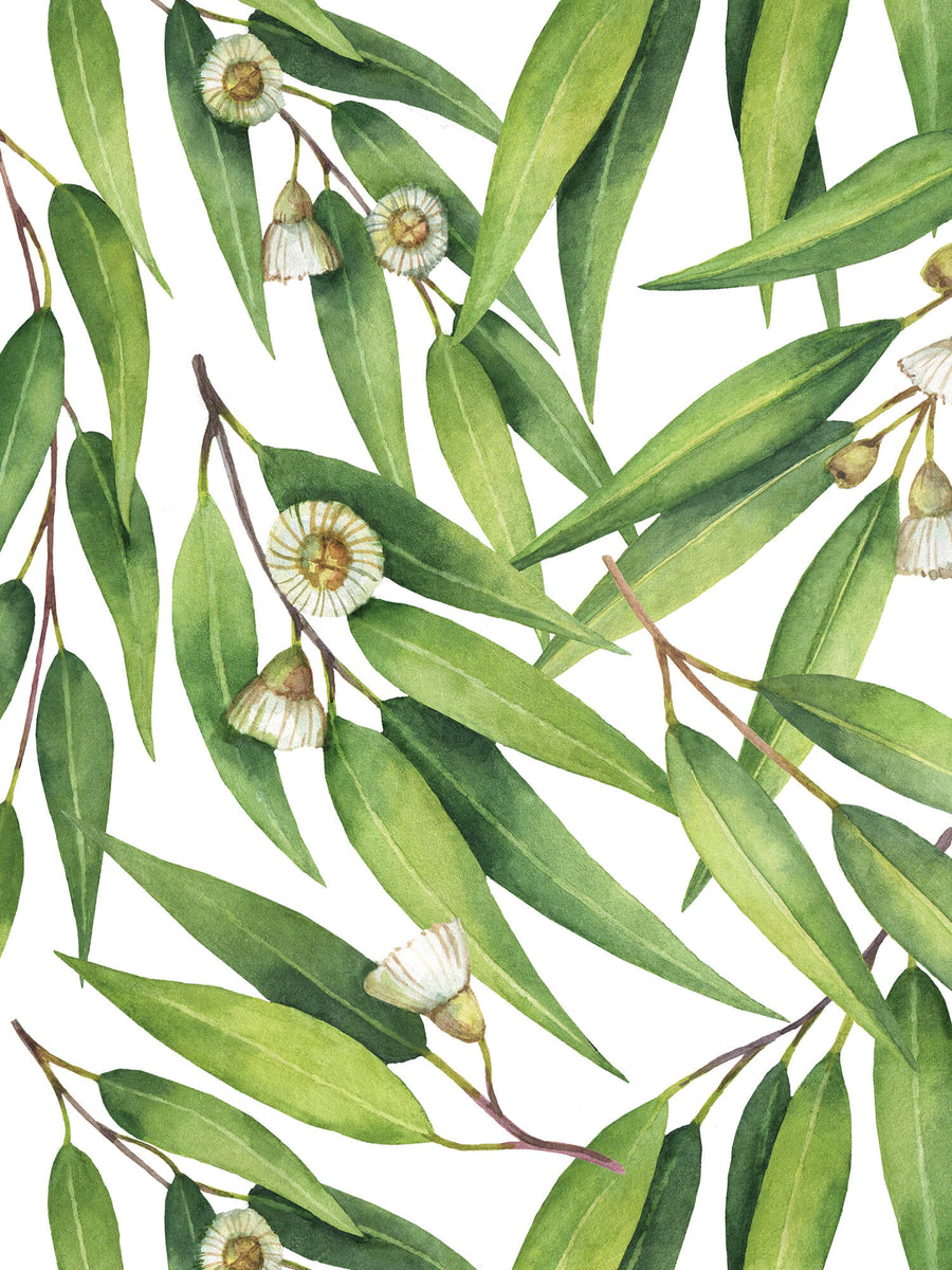 Watercolour Eucalyptus
