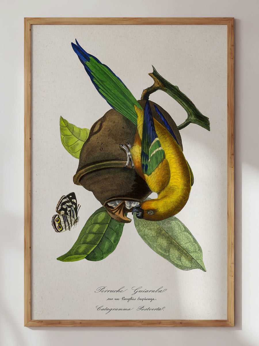 Tropical Birds Series by Paul Gervais