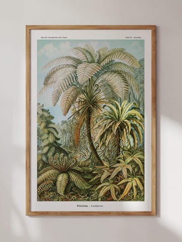 Filicinae–Laubfarne by Ernst Haeckel Print