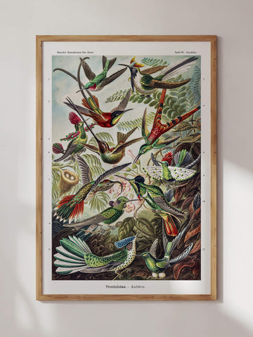 Trochilidae-Kolibris by Ernst Haeckel Print